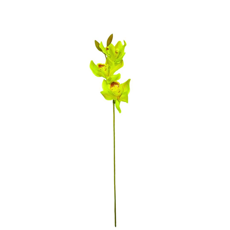 Cymbidium Pick: Green