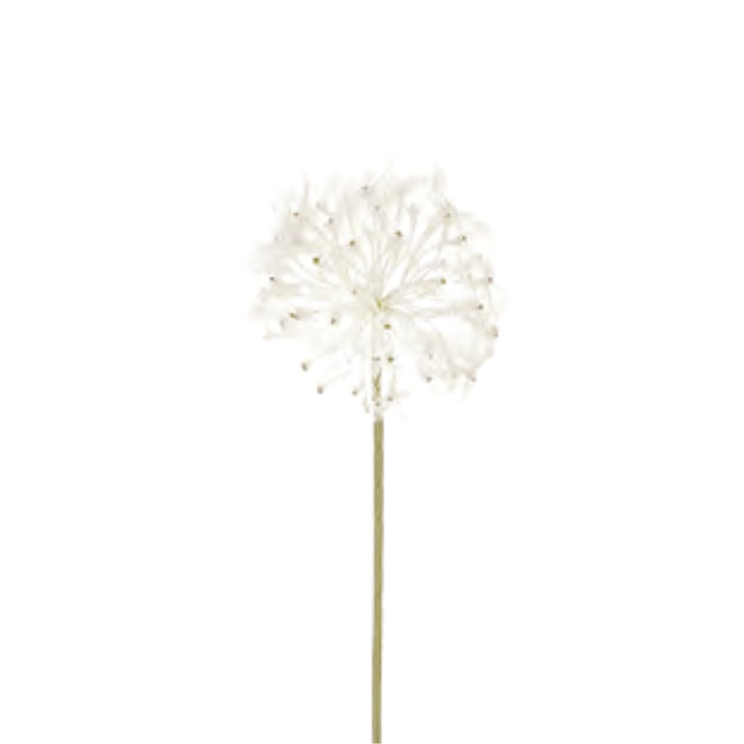 Dandelion: Cream - Small