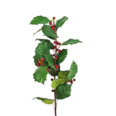 English Holly - Green