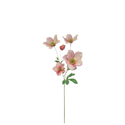 Full Bloom Christmas Rose: Salmon