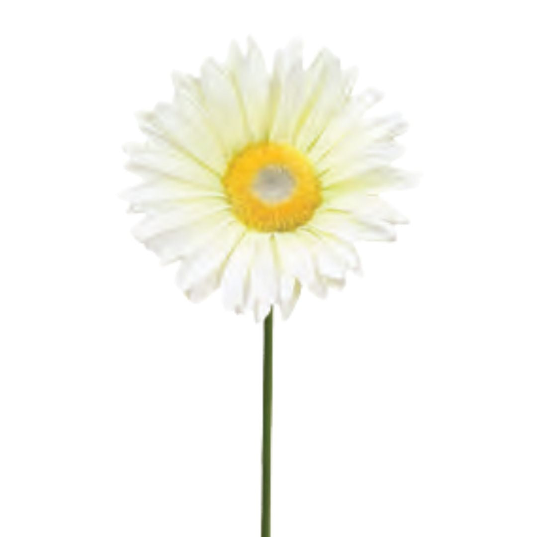 French Gerbera: Champagne