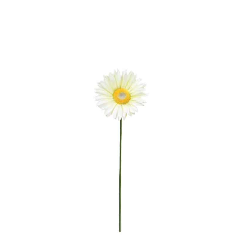 French Gerbera: Champagne
