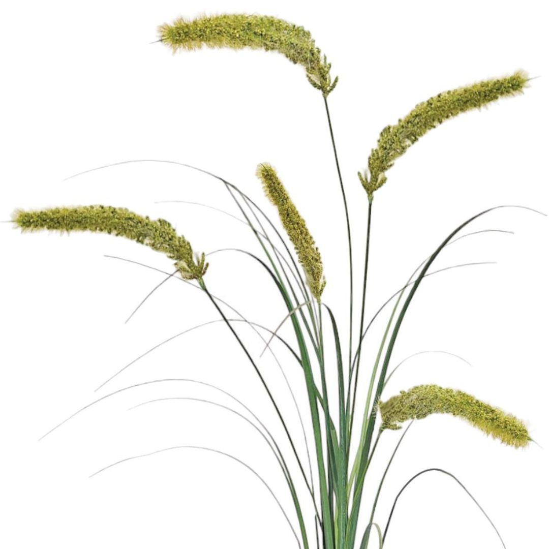 Fountain Grass Cream - 94cm