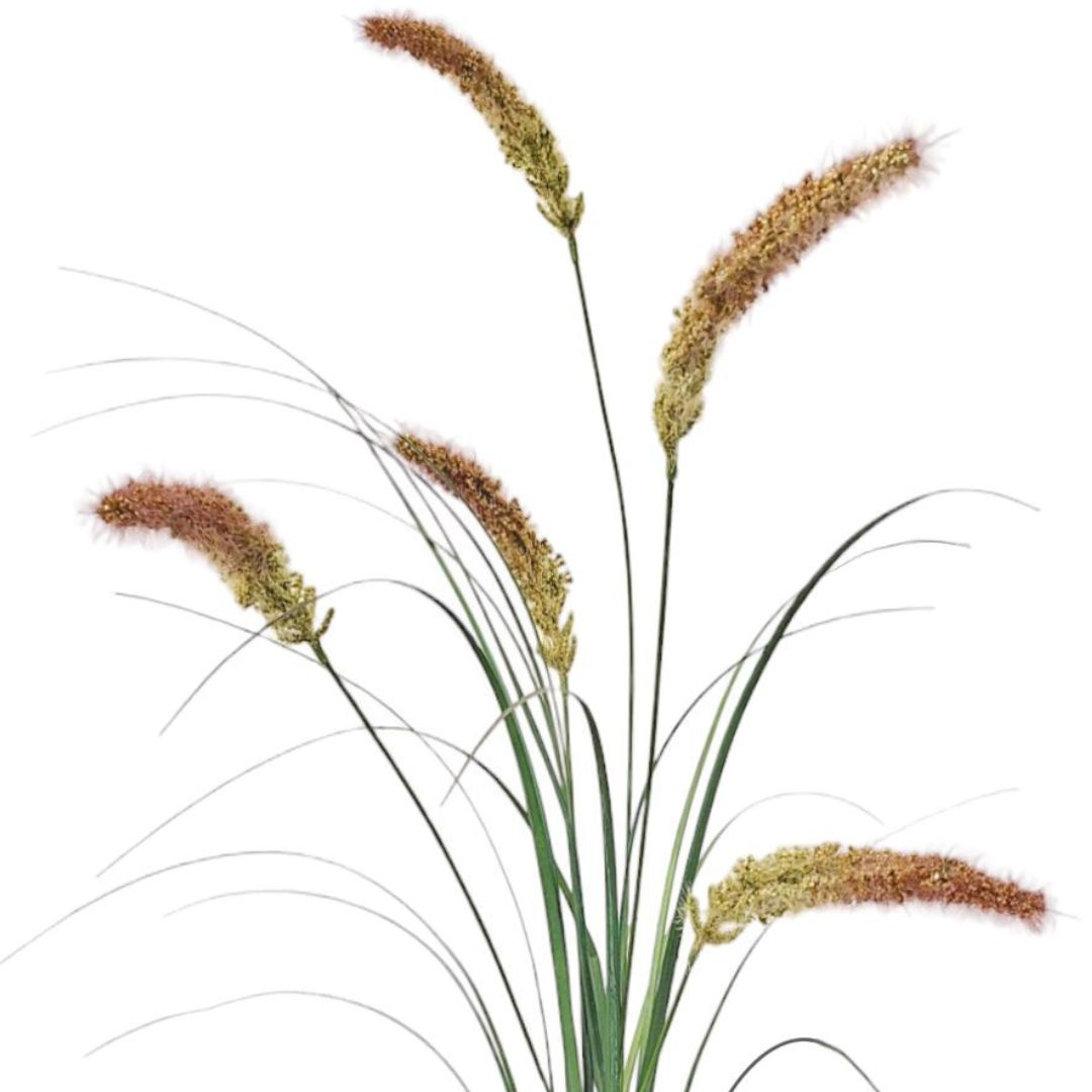 Fountain Grass: Pink - Large