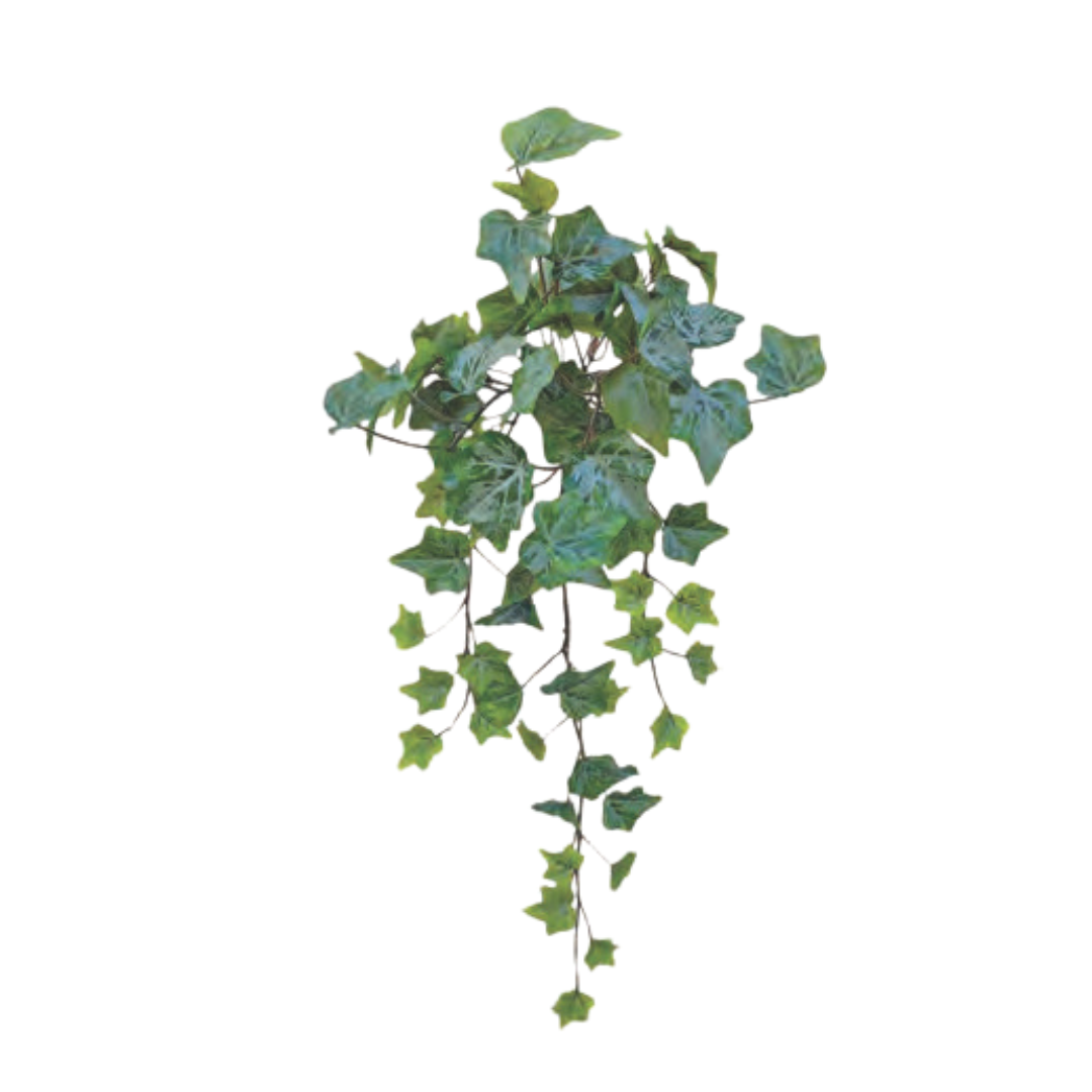 Frosted Ivy Bush: Frosted Green