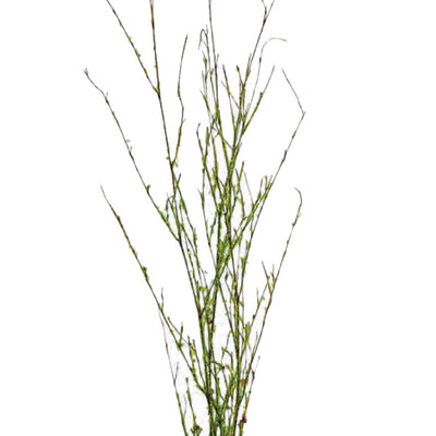 Forest Twig Bundle - Natural