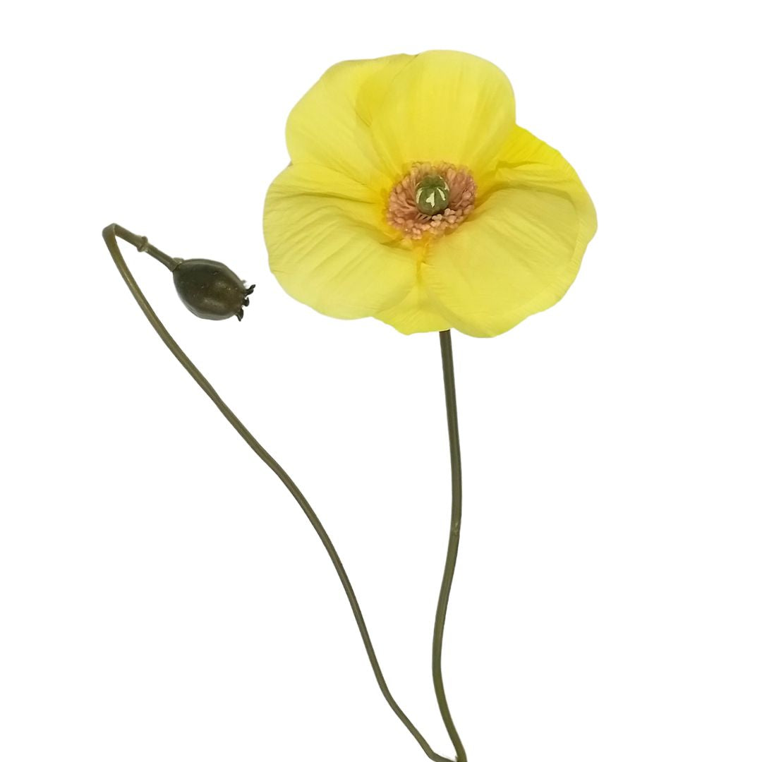 Garden Poppy: Yellow - 70cm