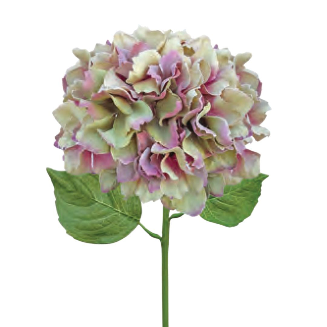 New Italian Hydrangea - Vintage Pink