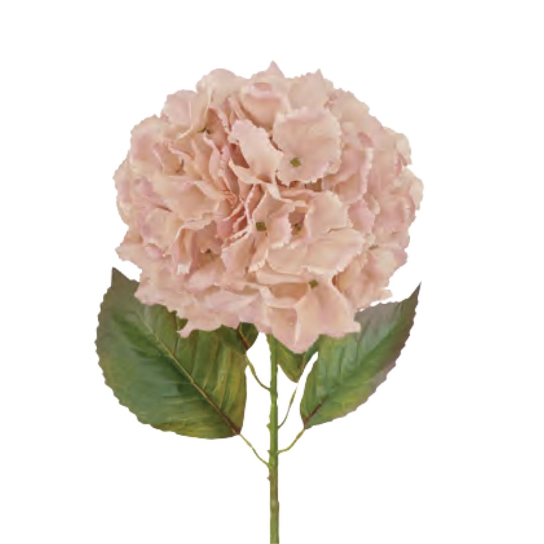 Large Ball Hydrangea: Soft Rose