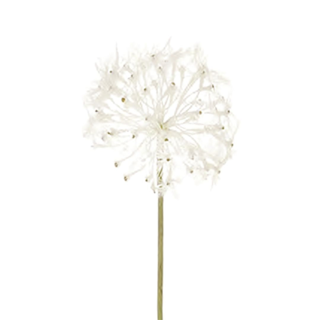 Dandelion: Cream - Medium