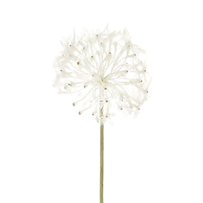 Dandelion: Cream - Medium