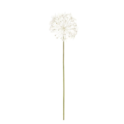 Dandelion: Cream - Medium