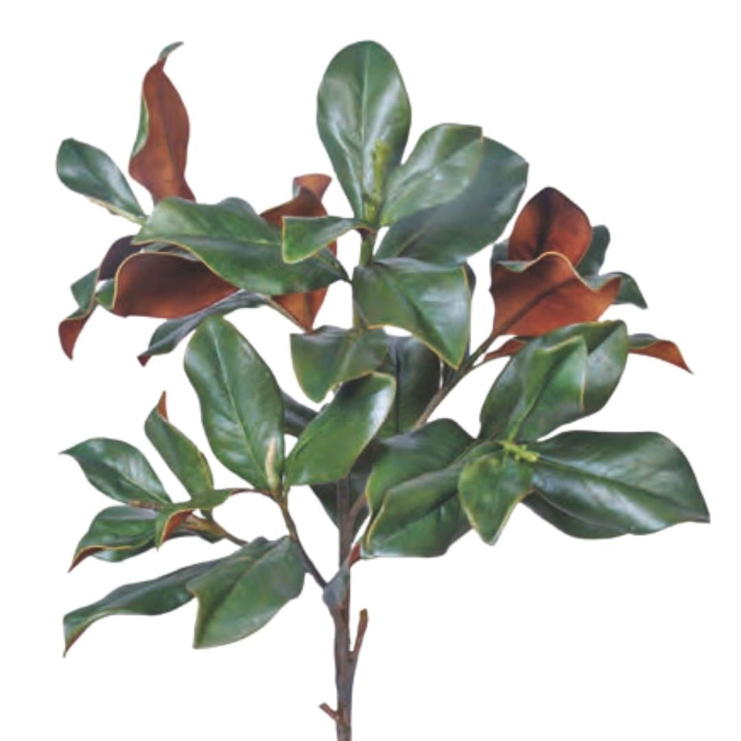 Evergreen Magnolia Branch - Dark Green