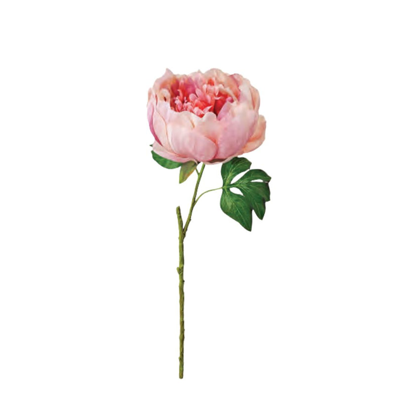 Opening Peony: Blush