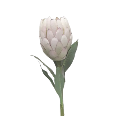 Queen Protea - Two Toned Cream