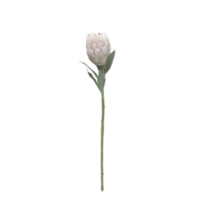 Queen Protea - Two Toned Cream