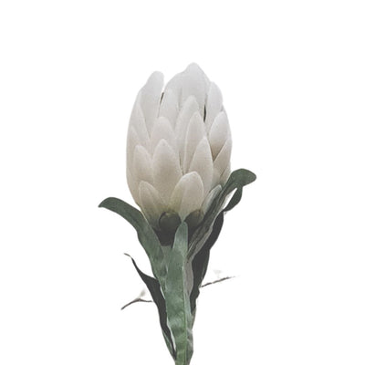Queen Protea - Cream