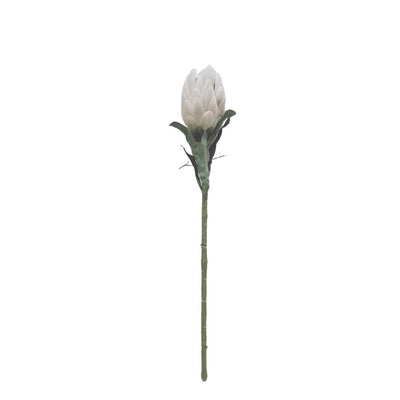 Queen Protea - Cream