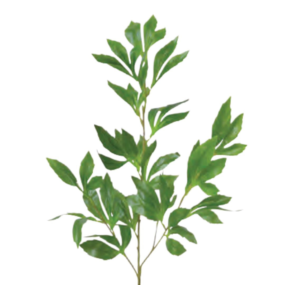 Peony Foliage: Green