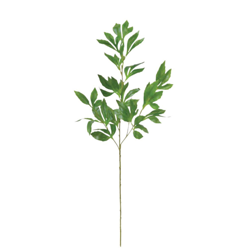 Peony Foliage: Green