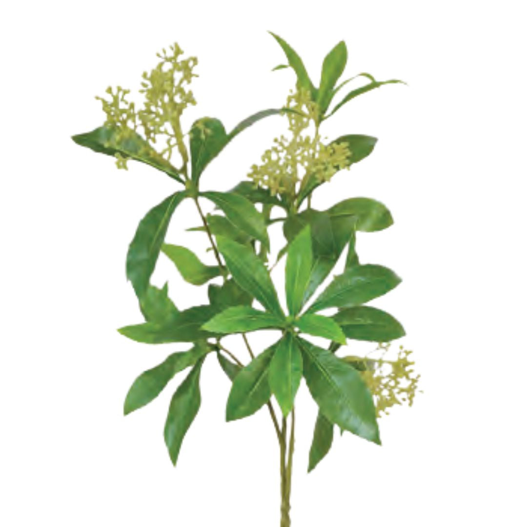 Pierus Japonica Foliage: Green