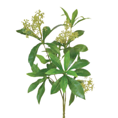 Pierus Japonica Foliage: Green