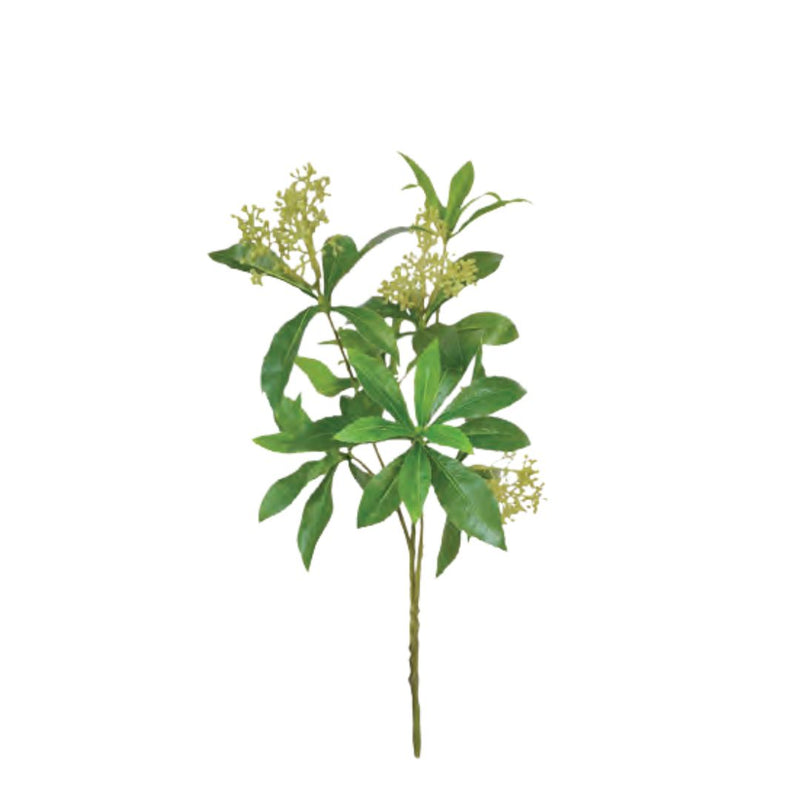 Pierus Japonica Foliage: Green