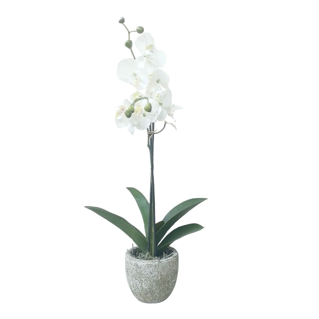 Soft Touch Phalaenopsis Potted: White - Small
