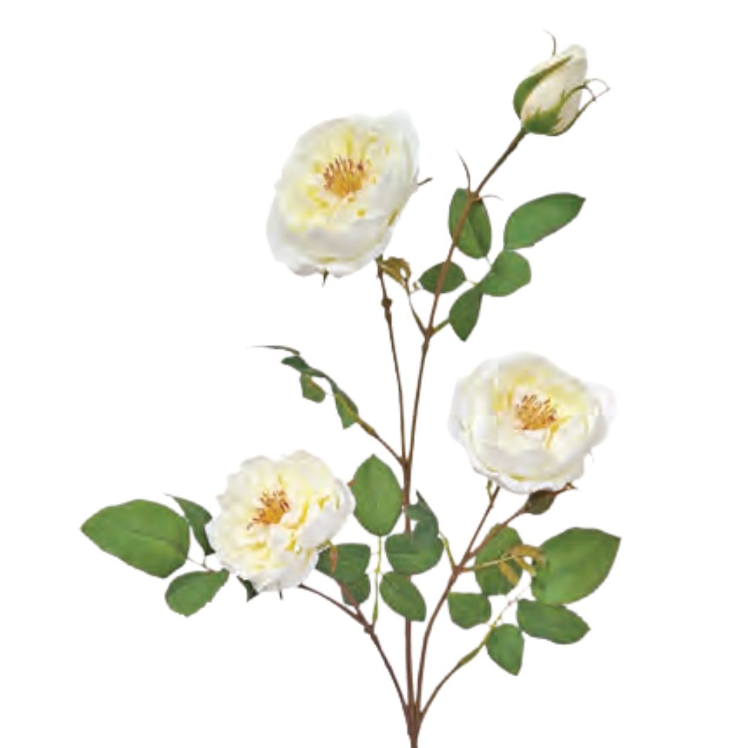 Rambling Rose: Cream