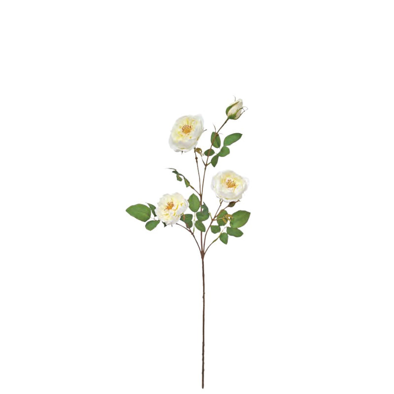 Rambling Rose: Cream