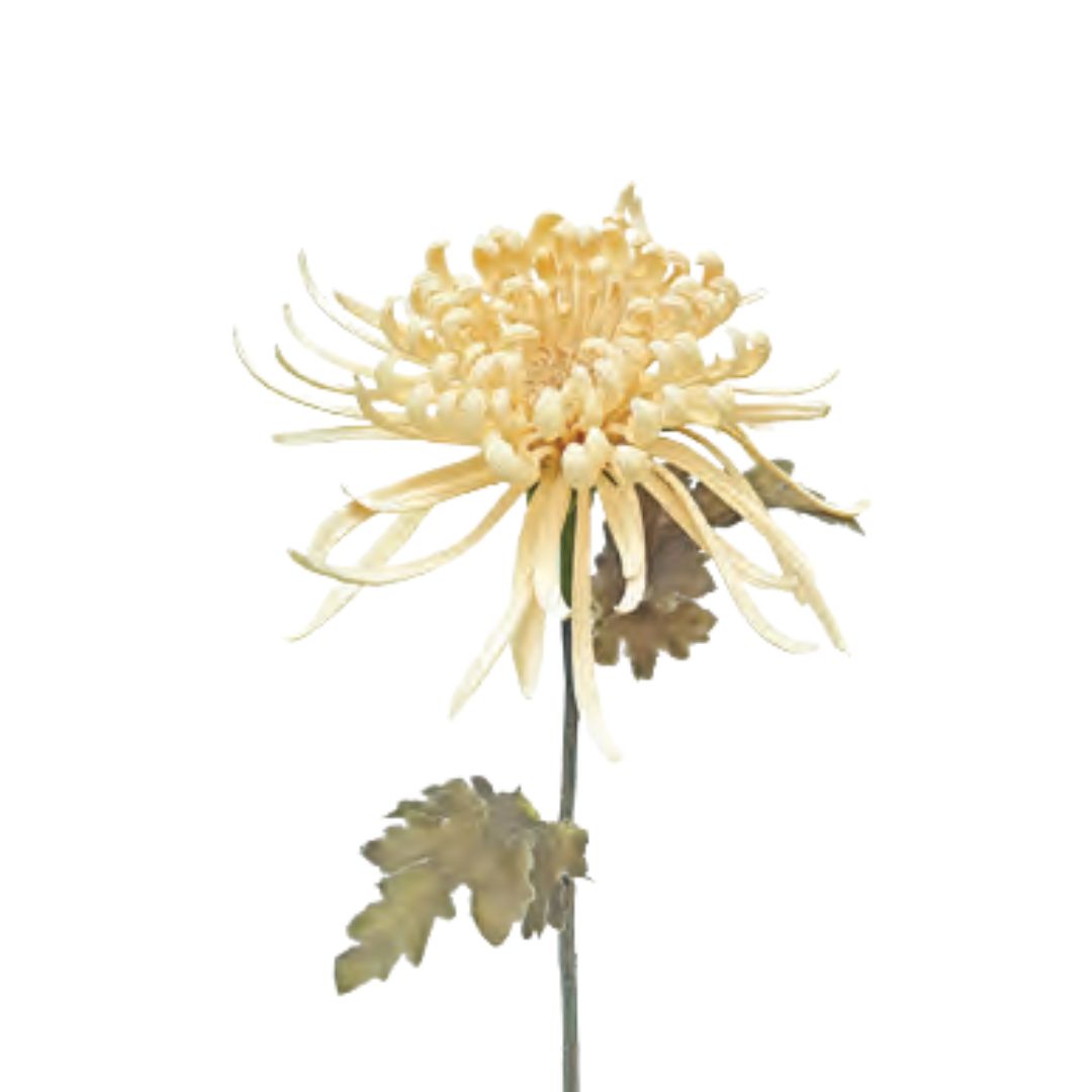 Spider Chrysanthemum: Nude