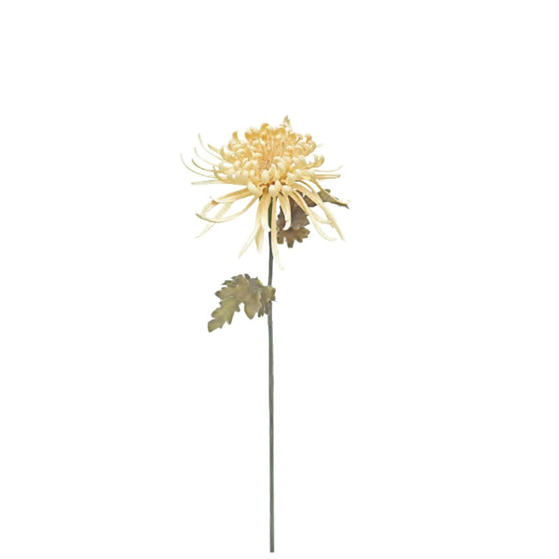 Spider Chrysanthemum: Nude