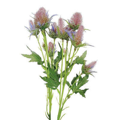 Sea Holly Thistle: Dusky Pink