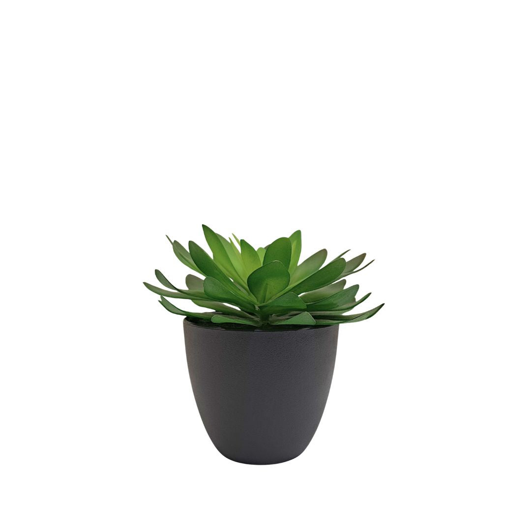 Potted Succulent - Green
