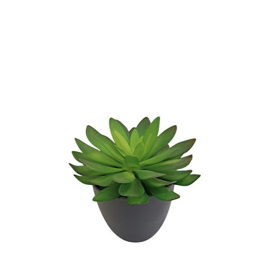 Potted Succulent - Green