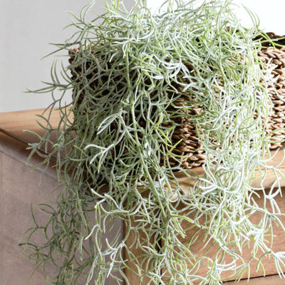 Spanish Moss - Green Grey