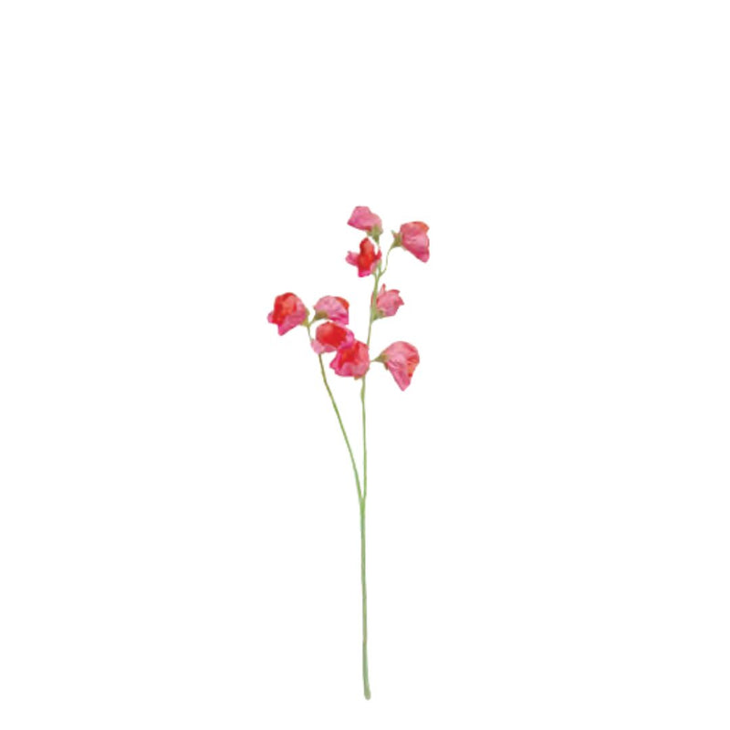 Sweetpea x2 Spray: Salmon