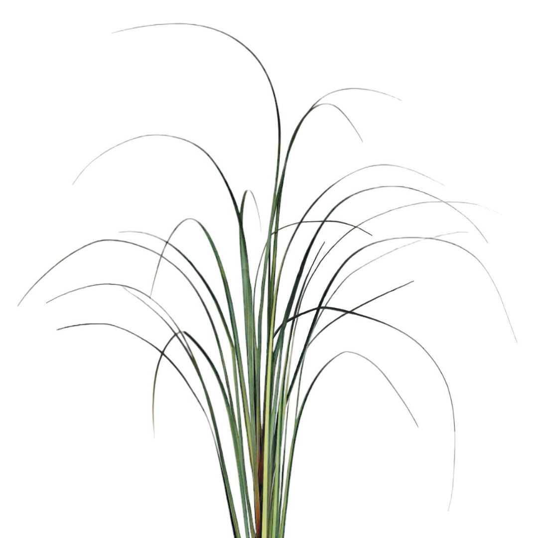 Tall Grass: Green