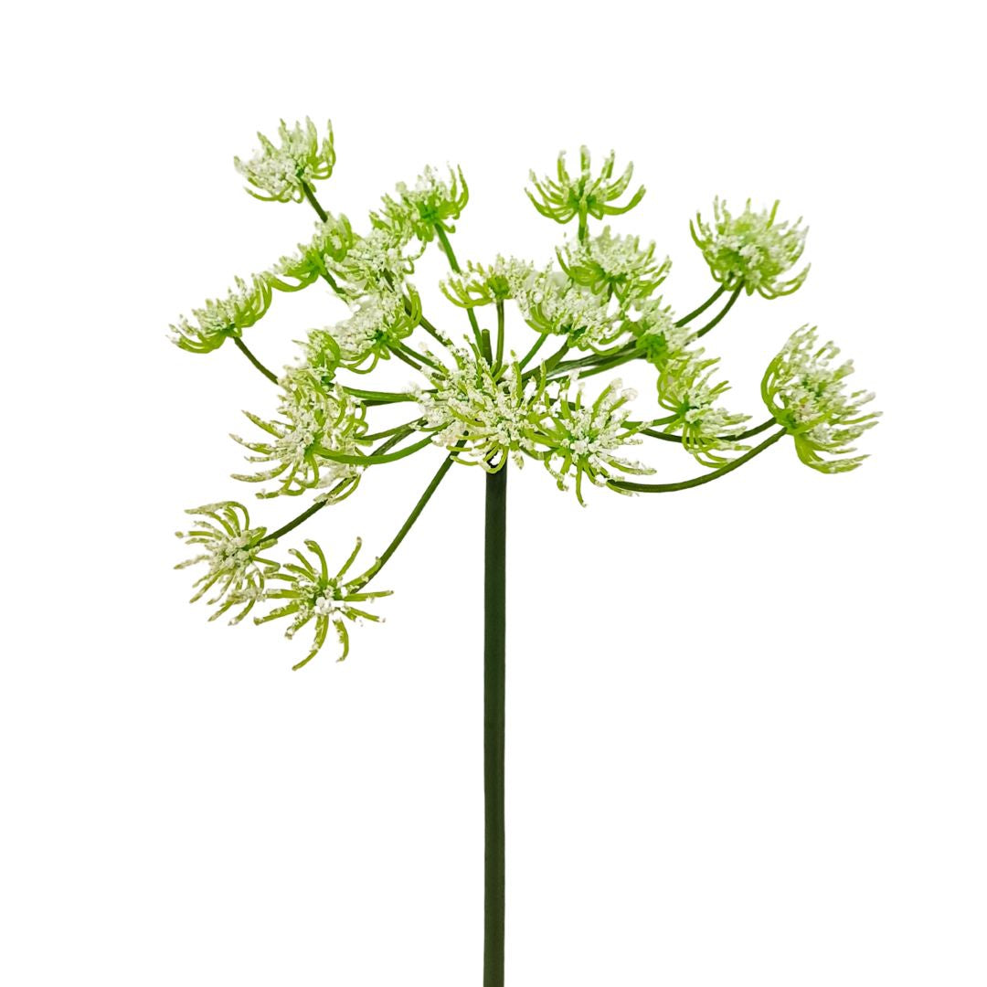 Tall Queen Anne’s Lace - White