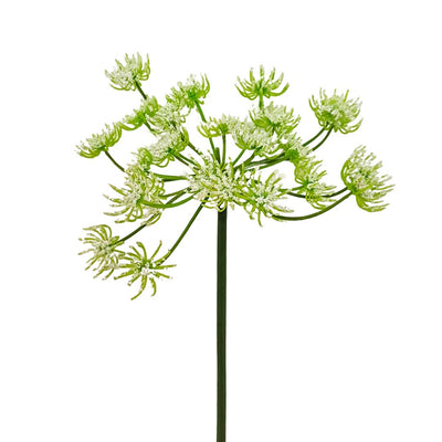 Queen Anne’s Lace: White - Tall