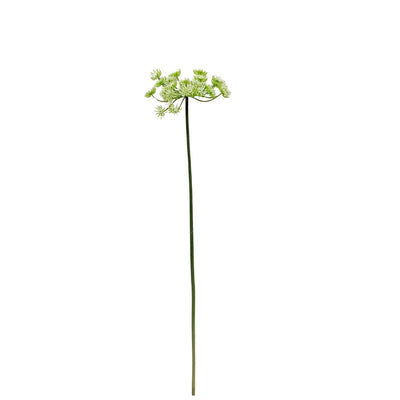 Queen Anne’s Lace: White - Tall