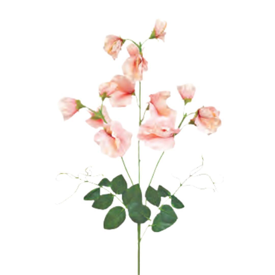 Tall Sweetpea: Peach
