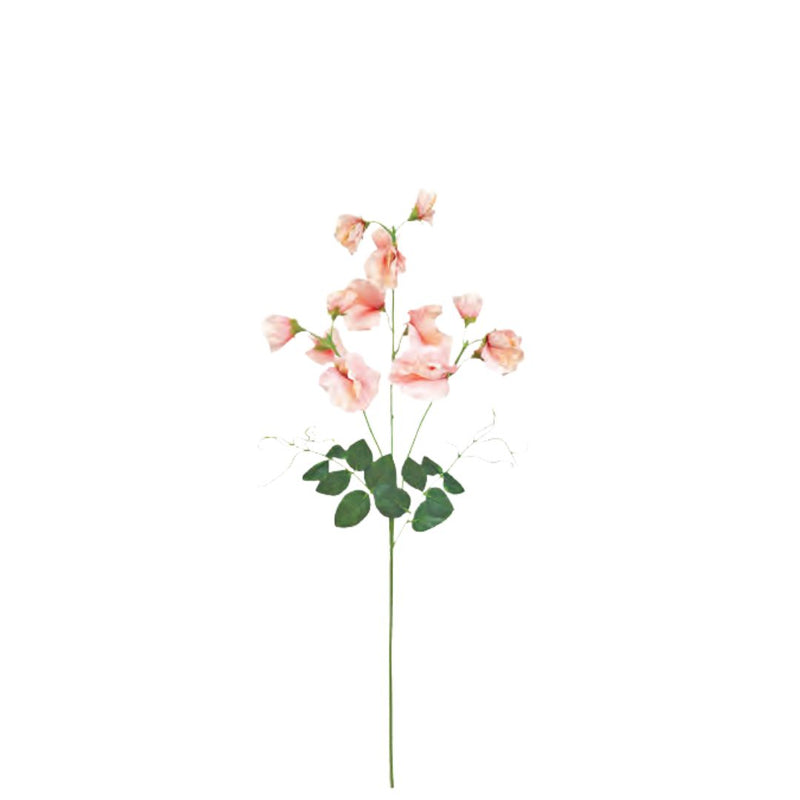 Tall Sweetpea: Peach