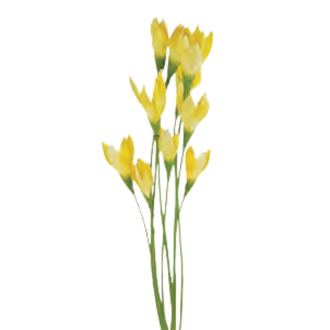 Wild Crocus Bush: Yellow