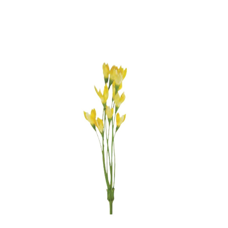 Wild Crocus Bush: Yellow