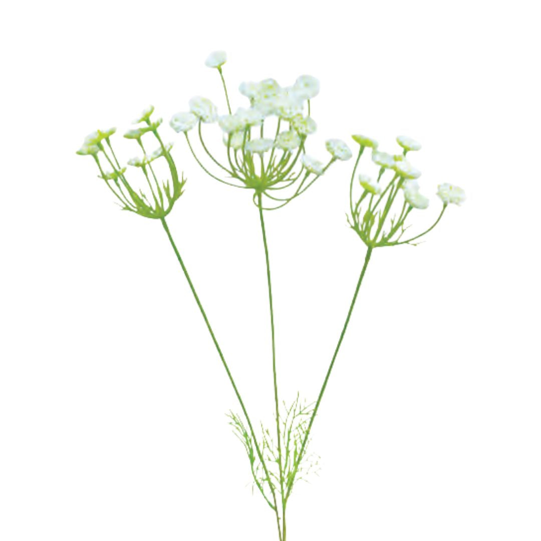 Wild Queen Anne's Lace 3F: White