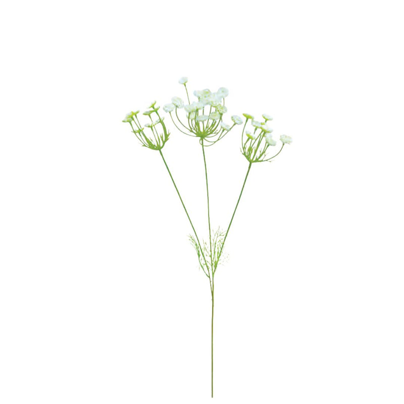 Wild Queen Anne's Lace 3F: White