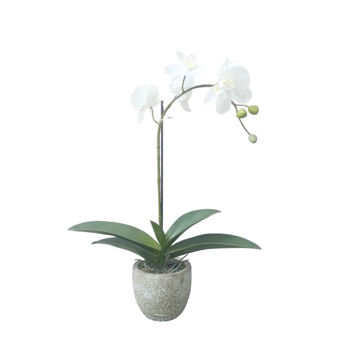 Phalaenopsis Potted