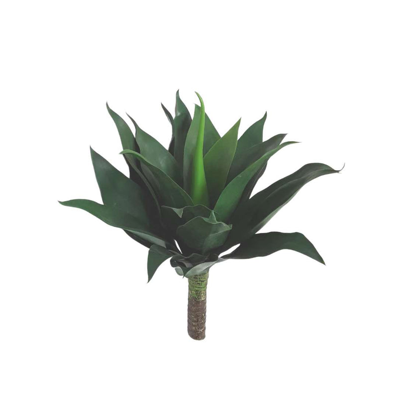 Agave Giant - Green