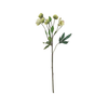 Winter Rose with Buds - White